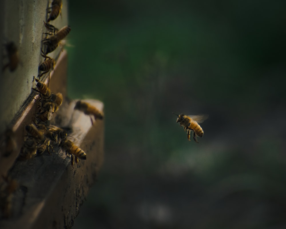 Wasp and Bees