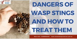 Dangers of Wasp Stings and How to Treat Them 