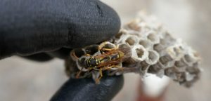 Tips for Preventing Wasp Nests in and Around Your Home 