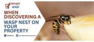 Immediate Steps to Take When Discovering a Wasp Nest on Your Property