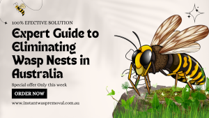 Expert Guide to Eliminating Wasp Nests in Australia- Proven Strategies and Safety Tips