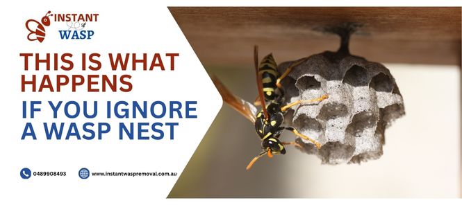 Wasp Removal doncaster