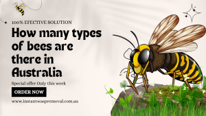 How many types of bees are there in Australia?