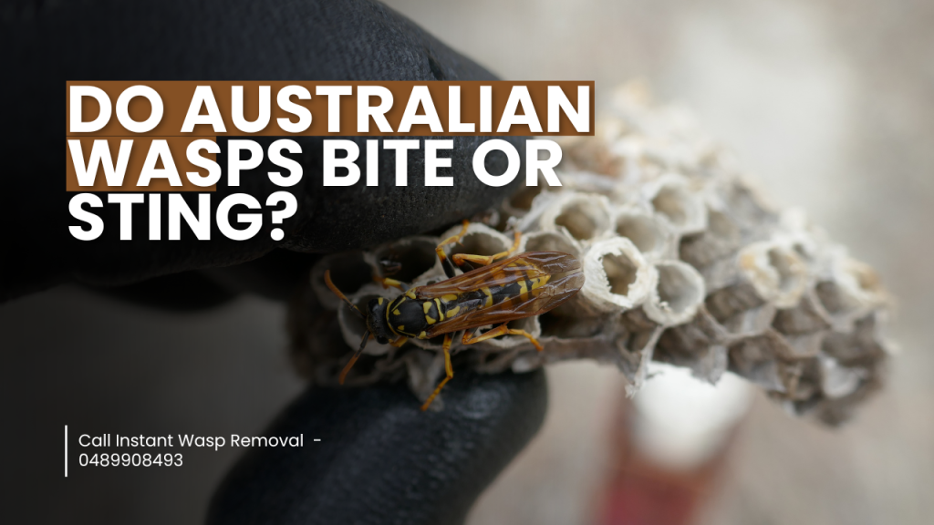 Do Australian Wasps Bite or Sting