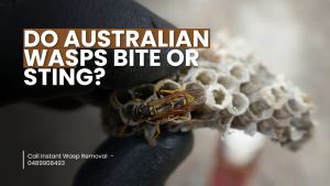 Do Australian Wasps Bite or Sting?