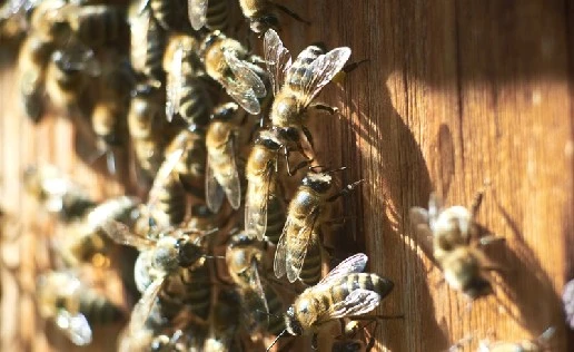 Problems Caused by Wasps and Bees